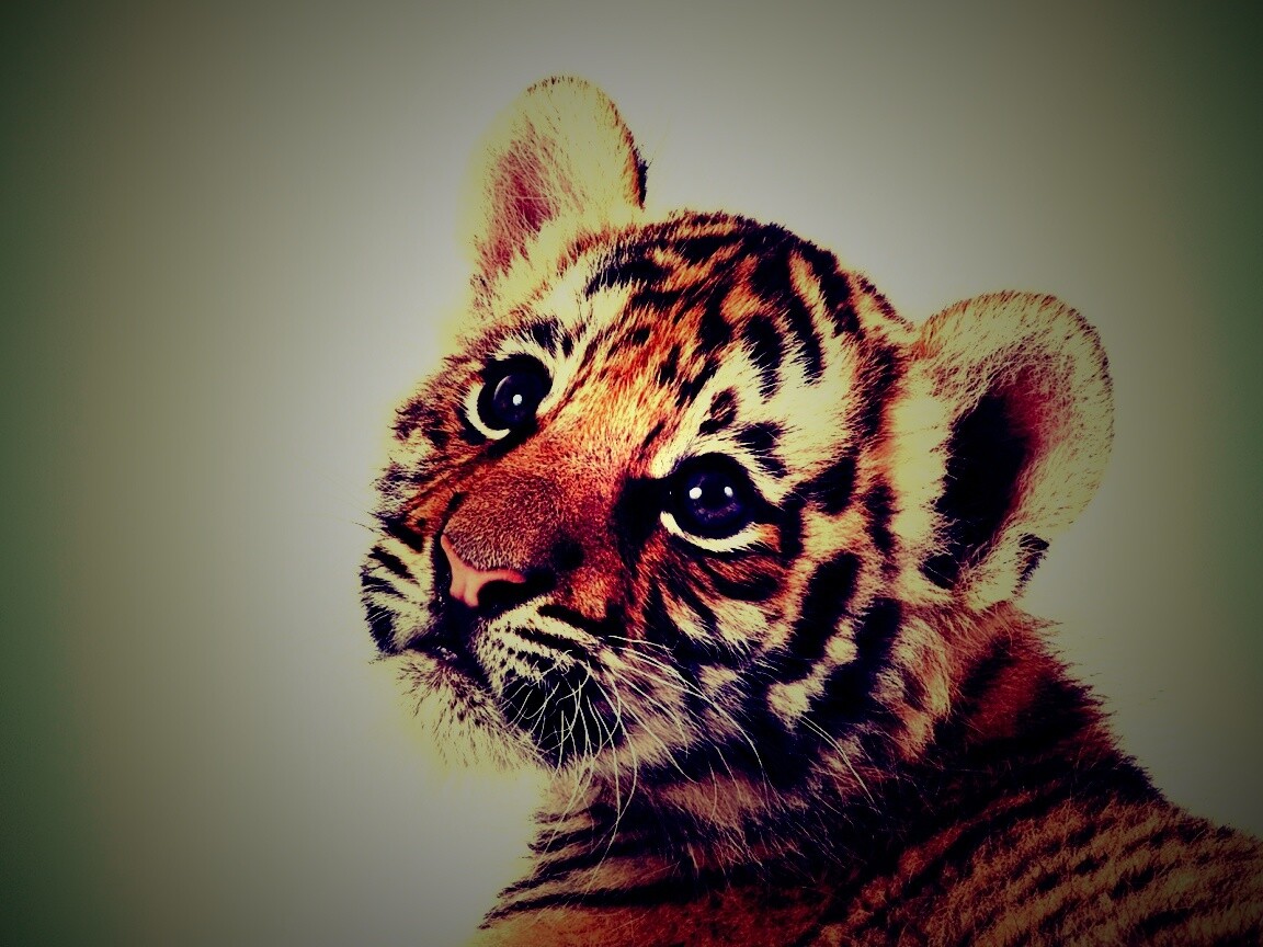 Тигрёнок с грустным взглядом обои