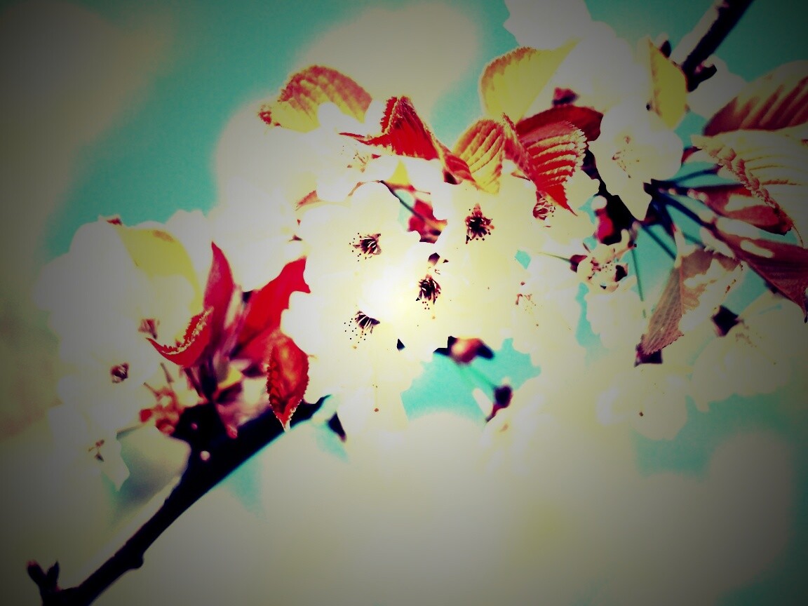 Белые цветы вишни обои