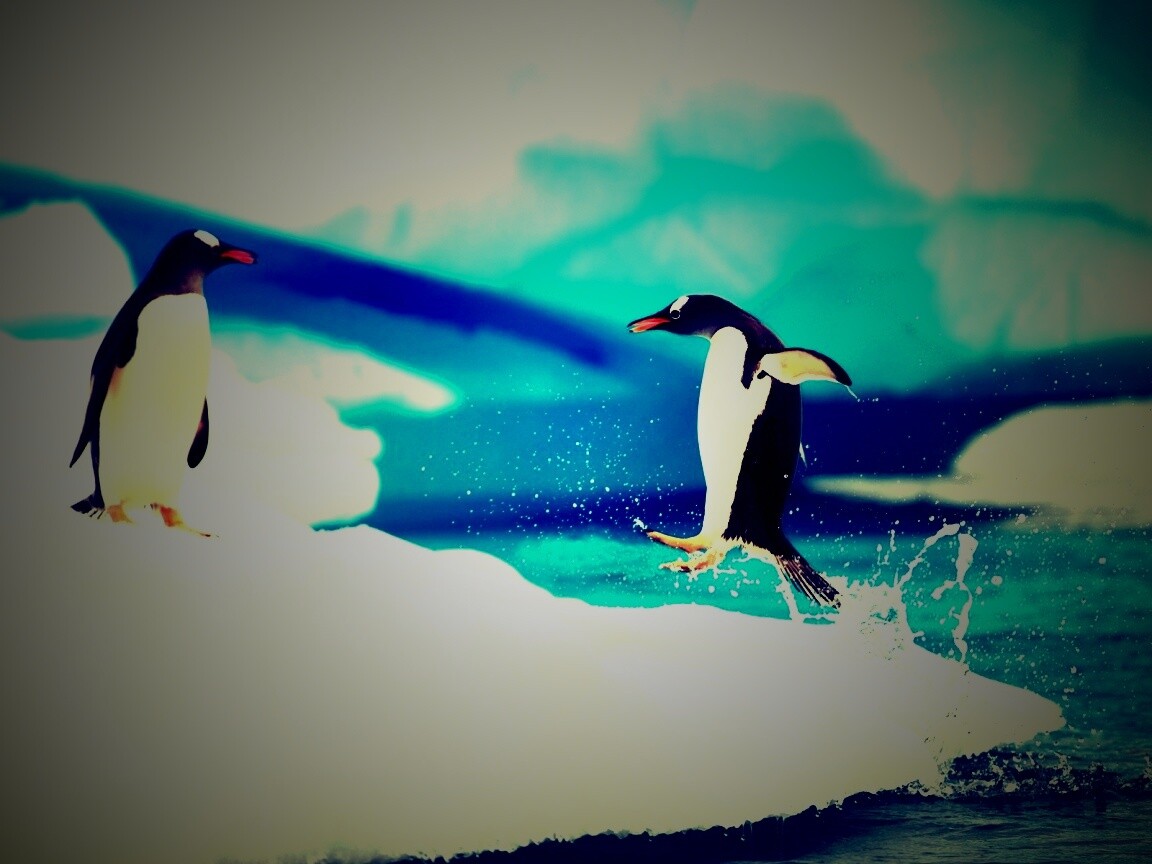 Пигвин запрыгивает на льдину обои