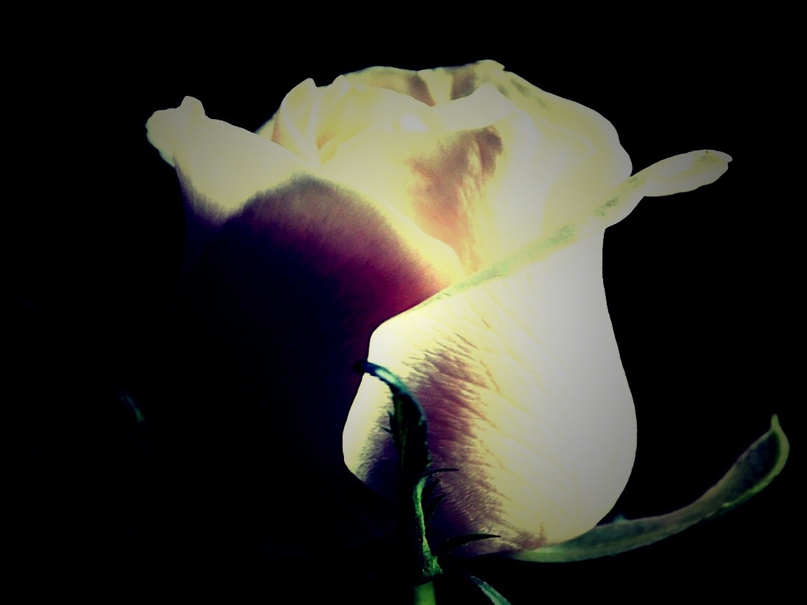 Бутон белой розы обои