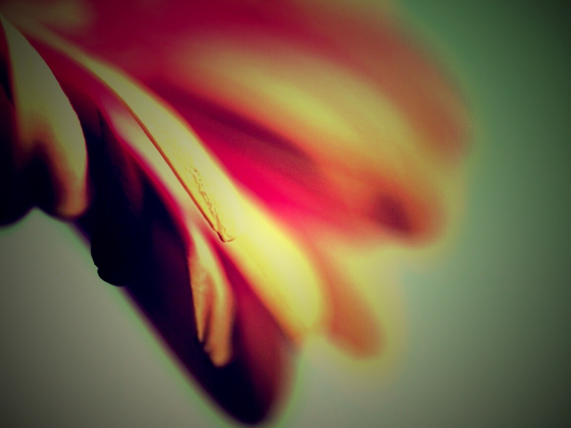 Лепестки цветка в макро обои