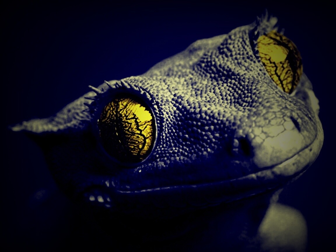 Ящерка обои