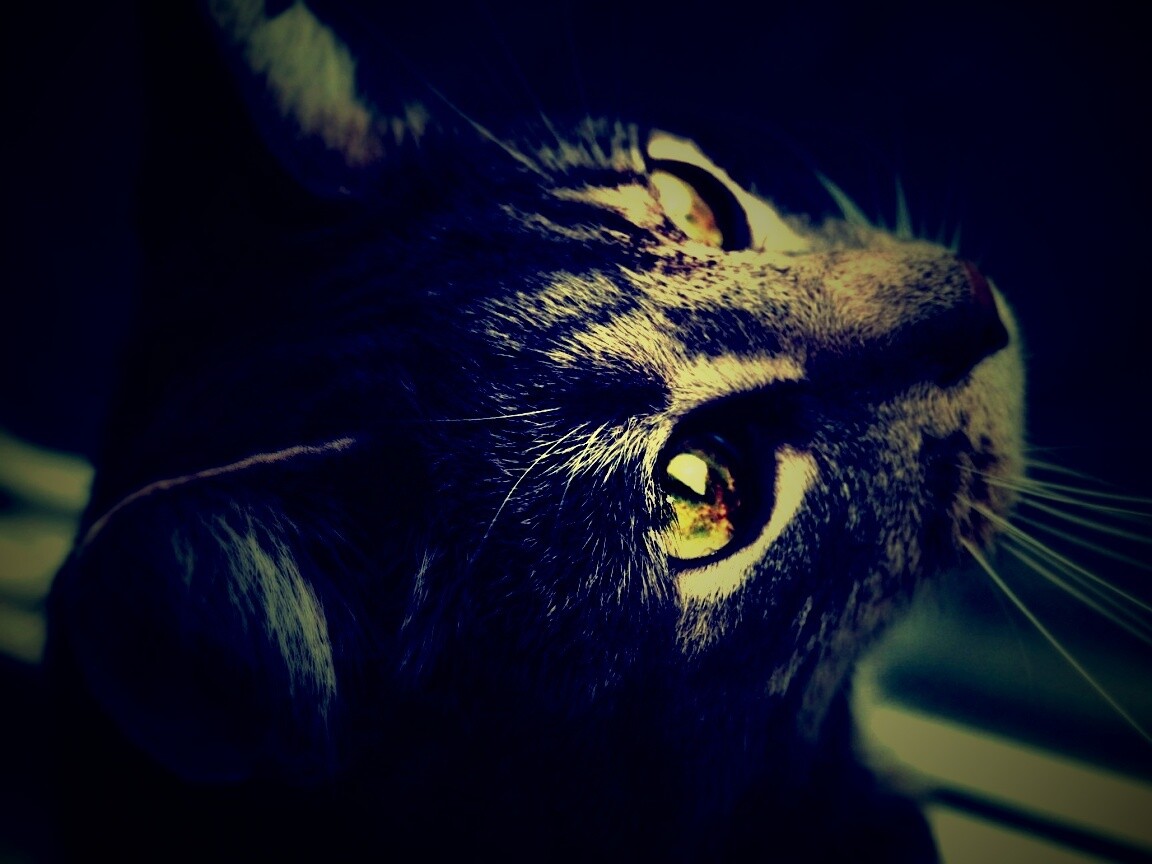 Кот с желтыми глазами обои