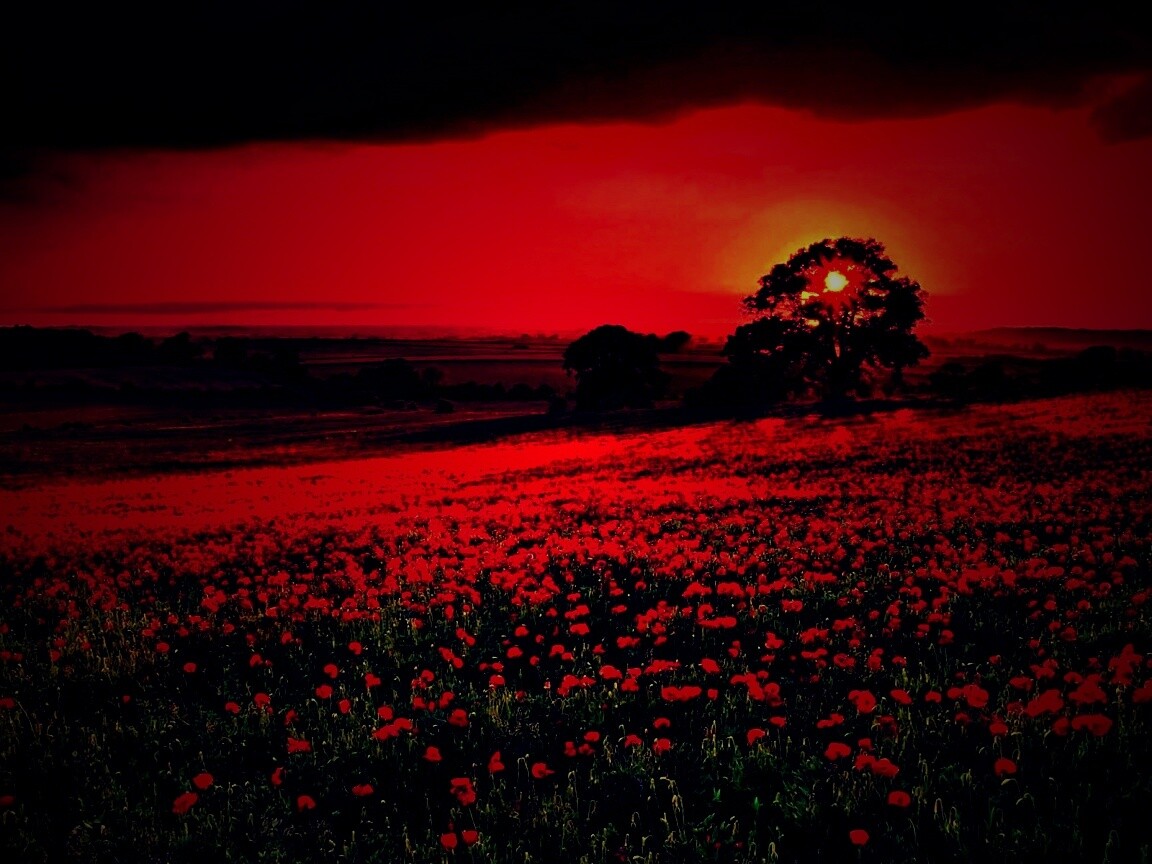 Закат на поле красных цветов обои