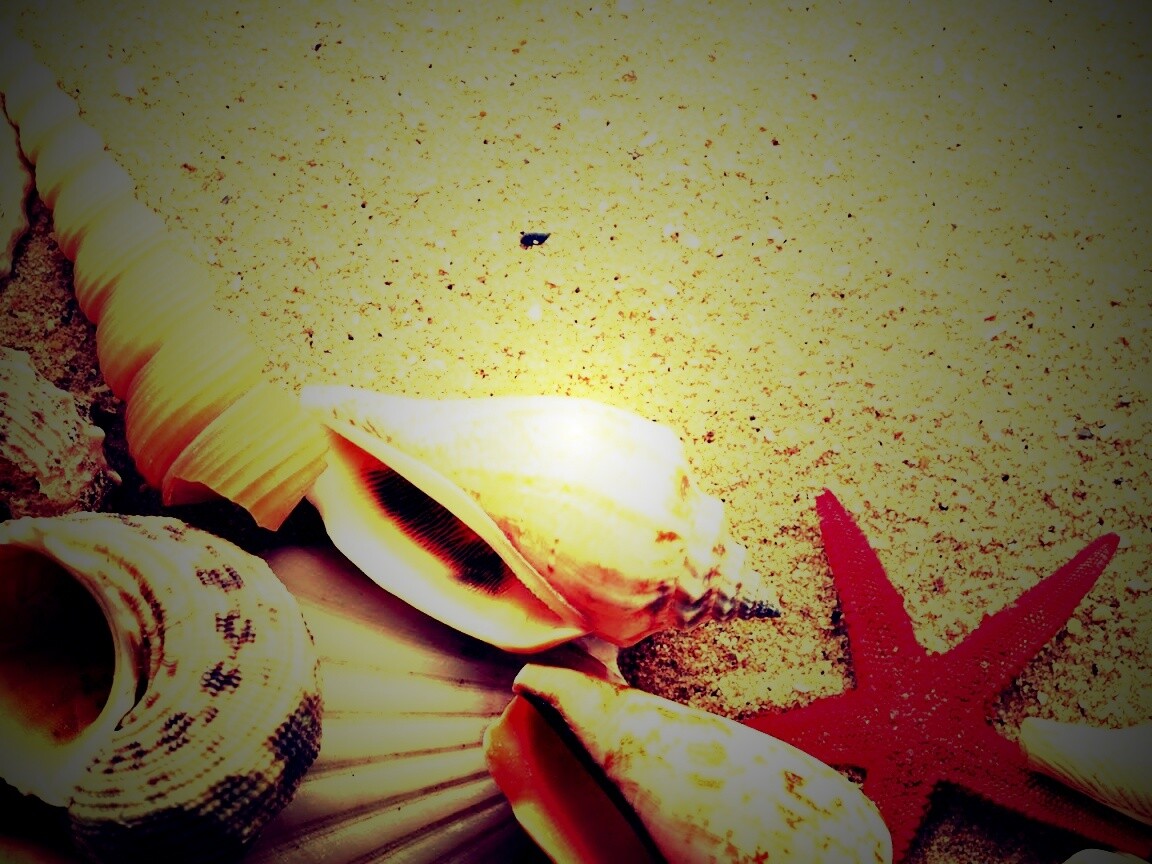 Морские раковины и звезды обои