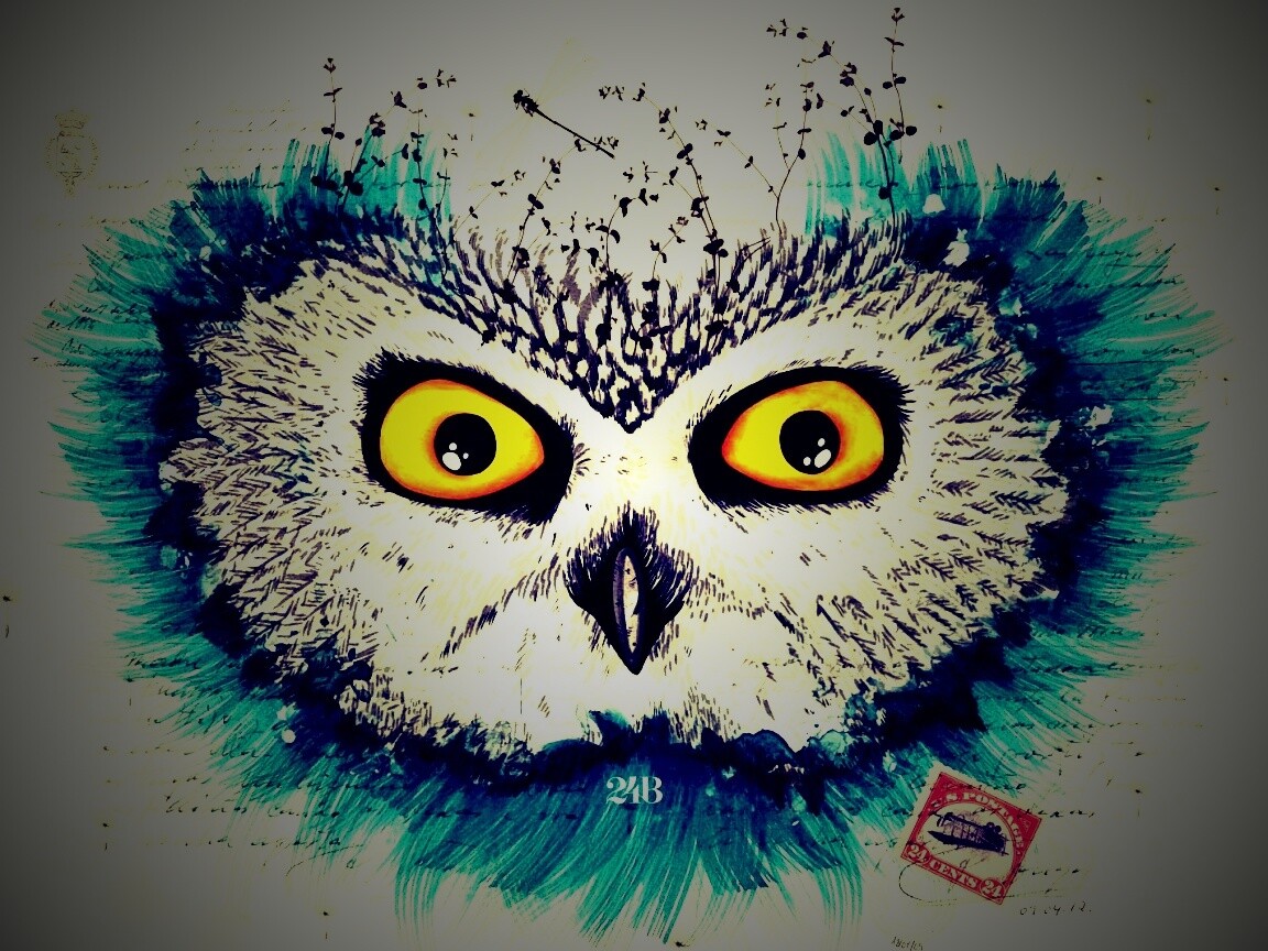 Обои сова для mac book обои