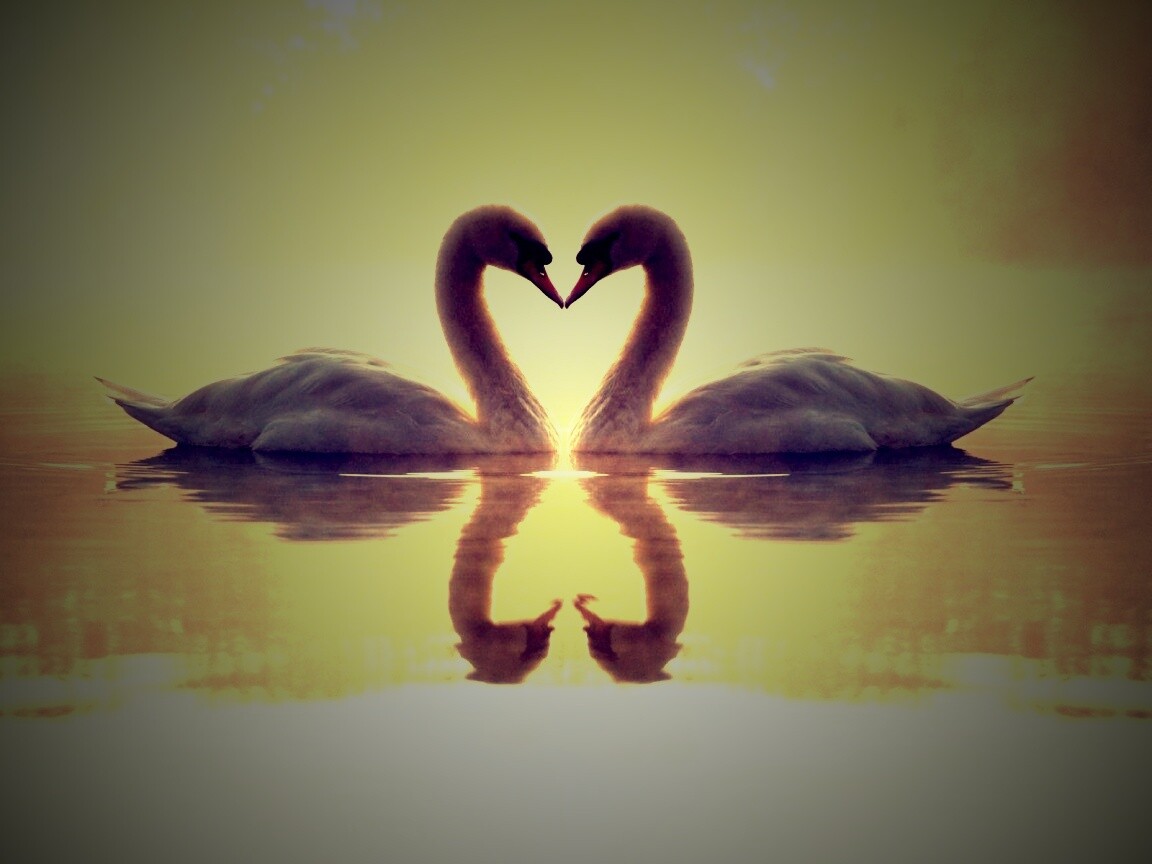 Влюблённые лебеди обои