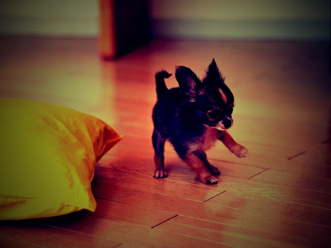 Щёнок той терьера обои