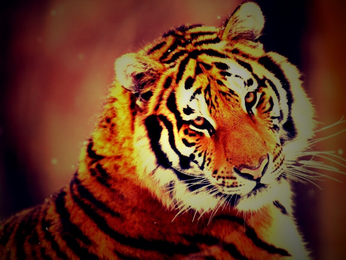 Тигр оборачивается обои