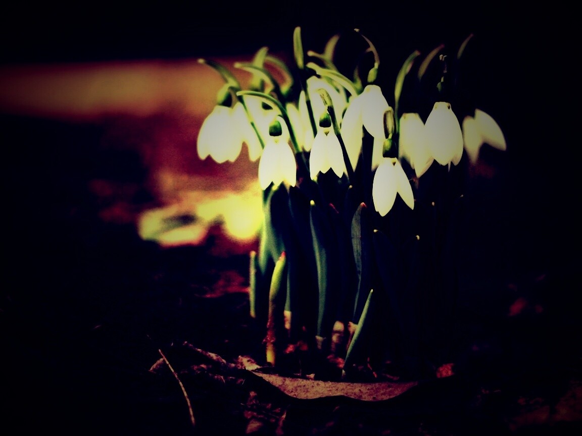 Подснежники - весенние цветы обои