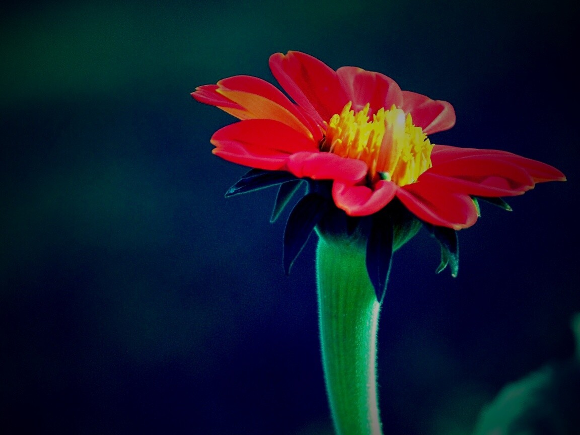 Красивый красный цветок обои