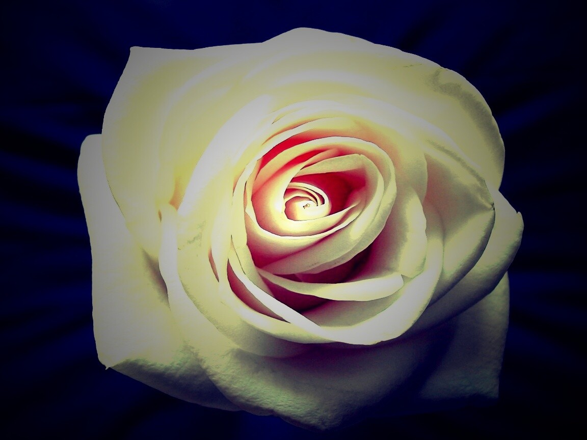 Белая роза на синей ткани обои