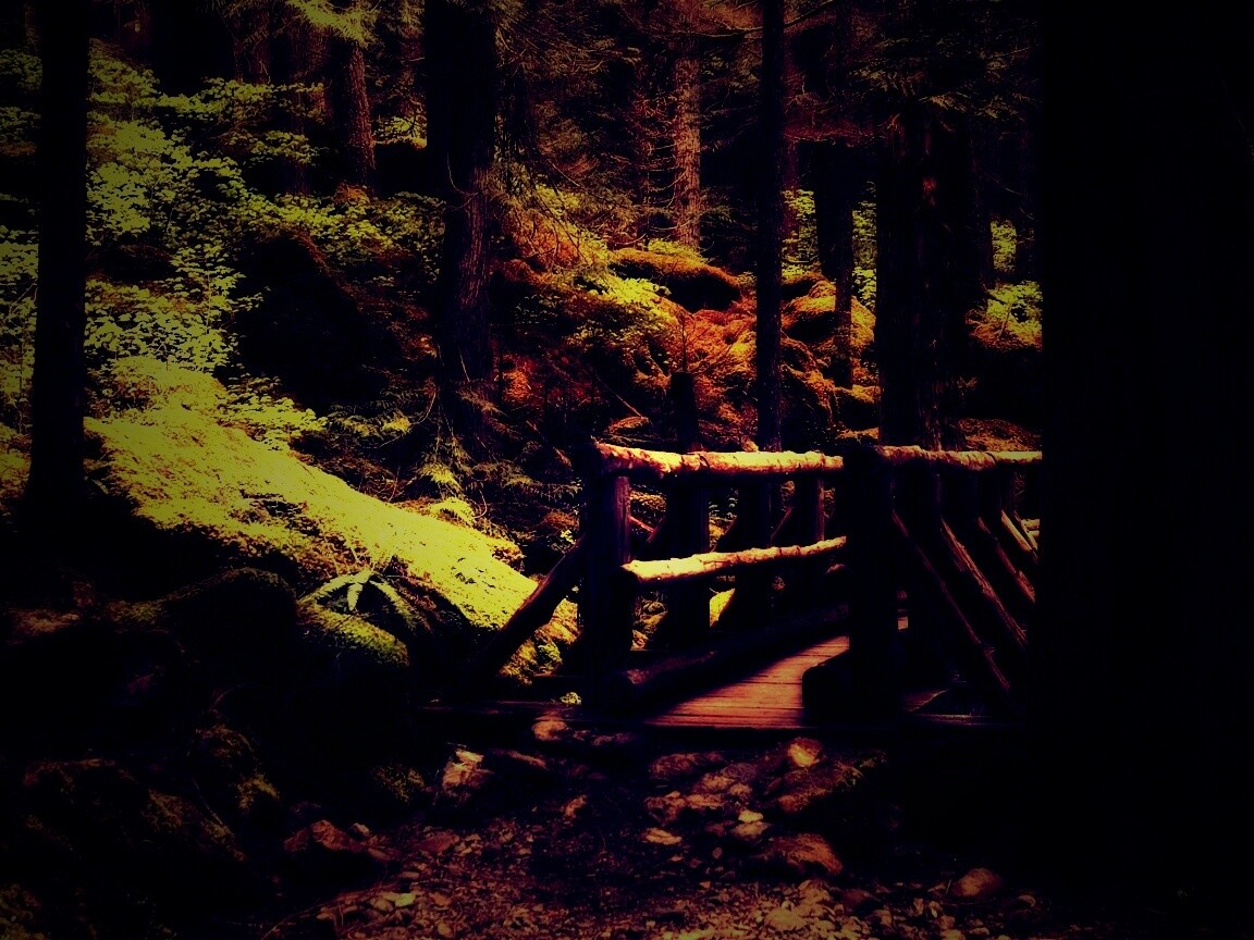 Бревенчатый мост в лесу обои