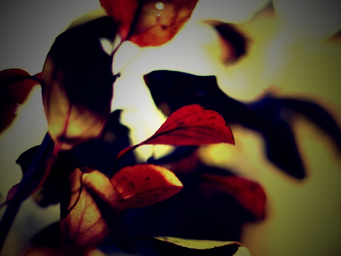 Увядающие листья обои