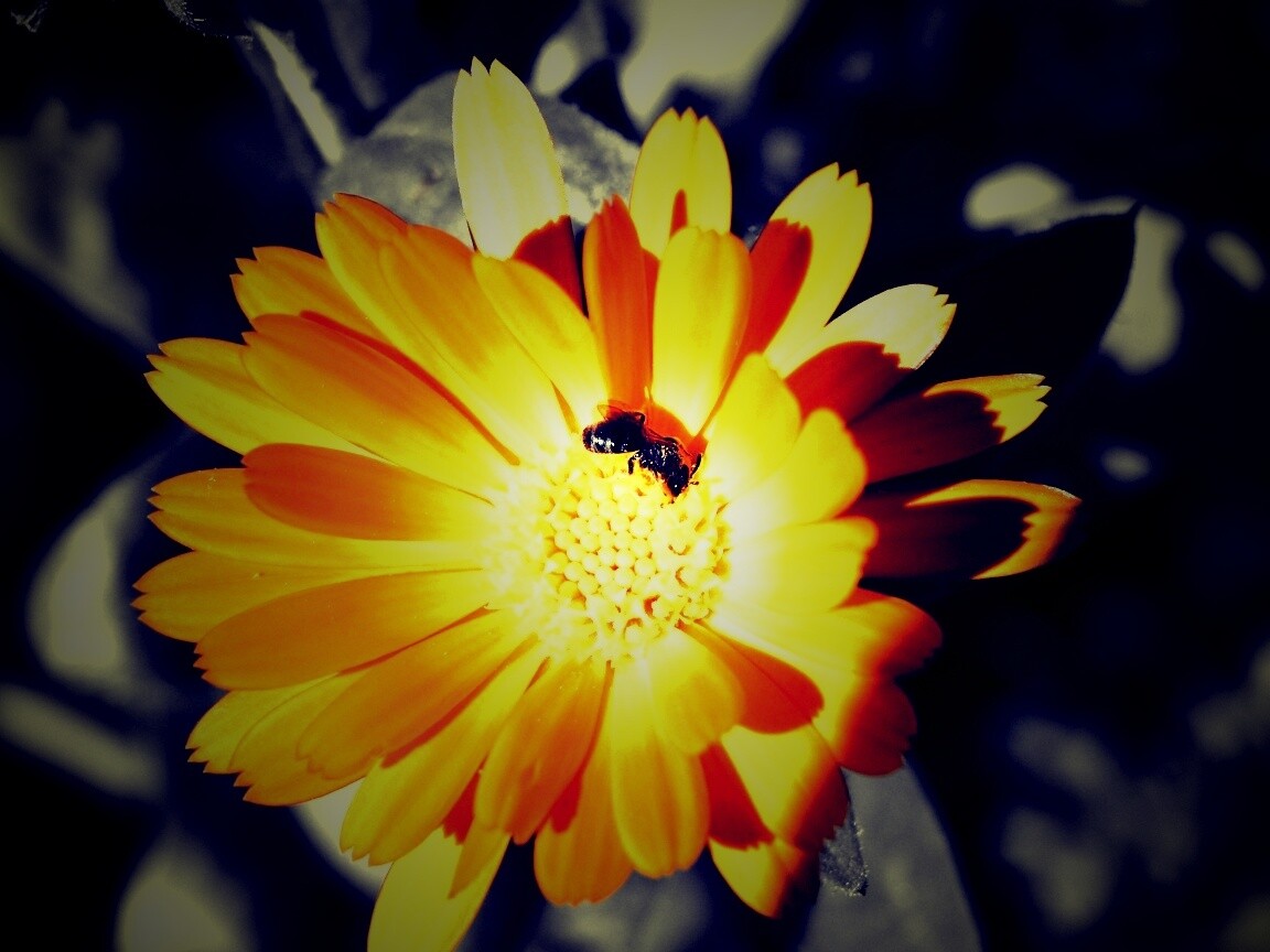 Оса на цветке обои