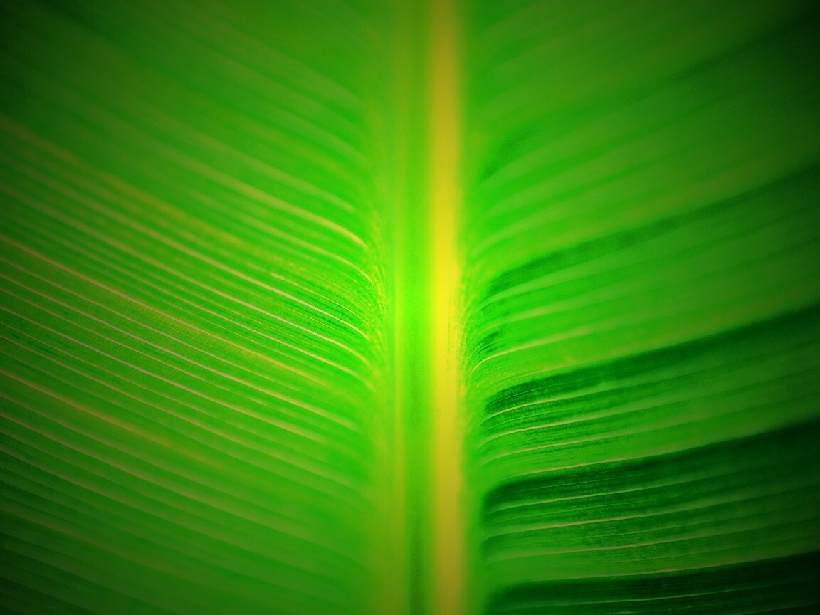 Макро фото листа обои