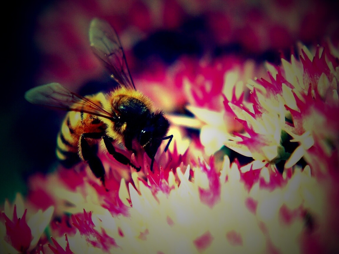Пчела собирает пыльцу обои