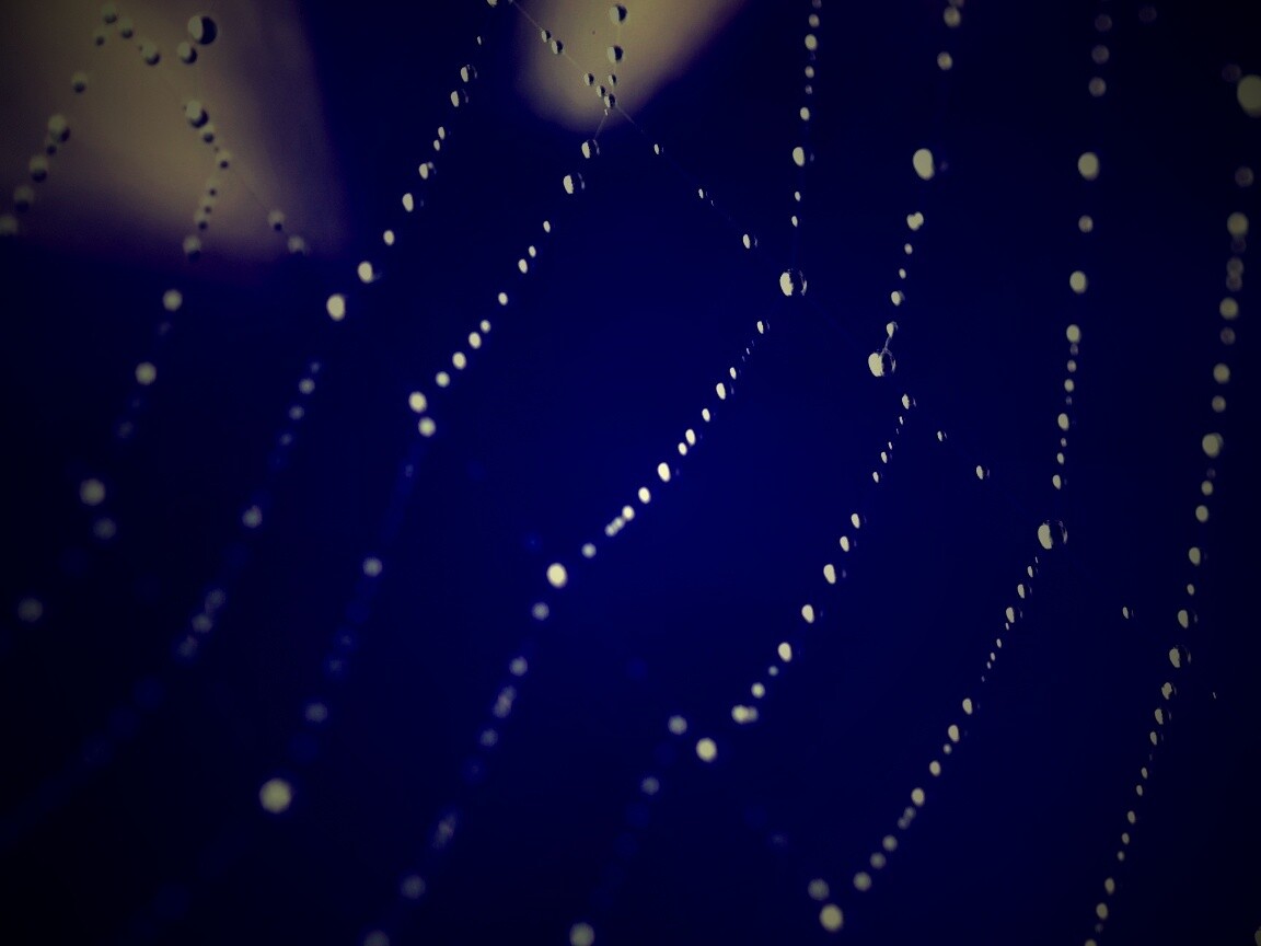 Паучья сеть обои