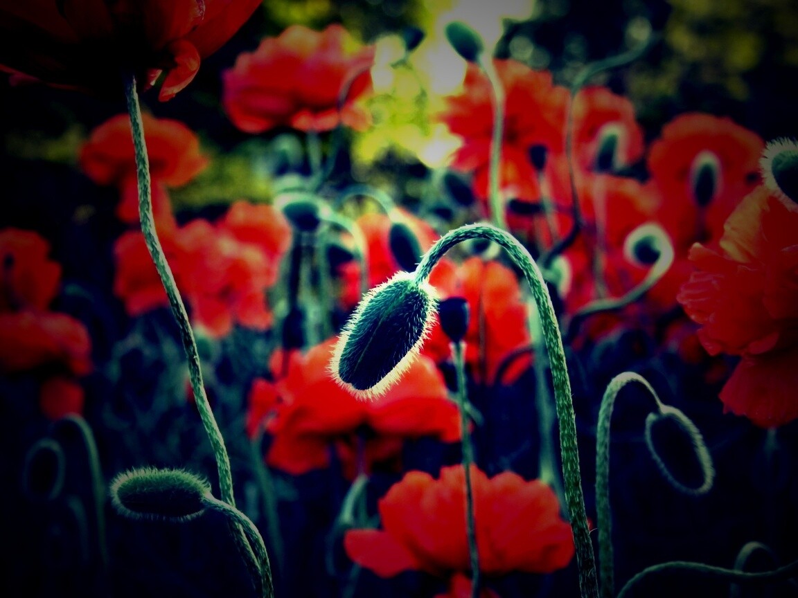 Бутон среди цветов обои