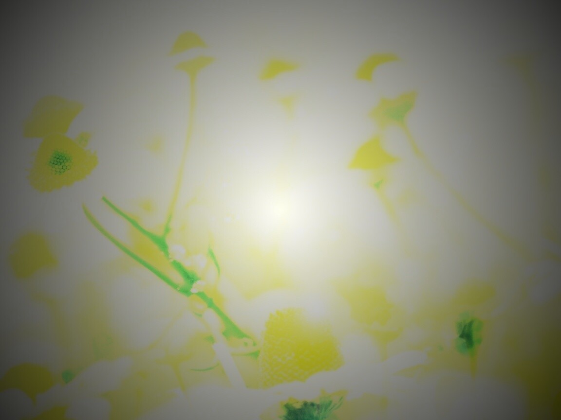 Летние цветы в лучах света обои