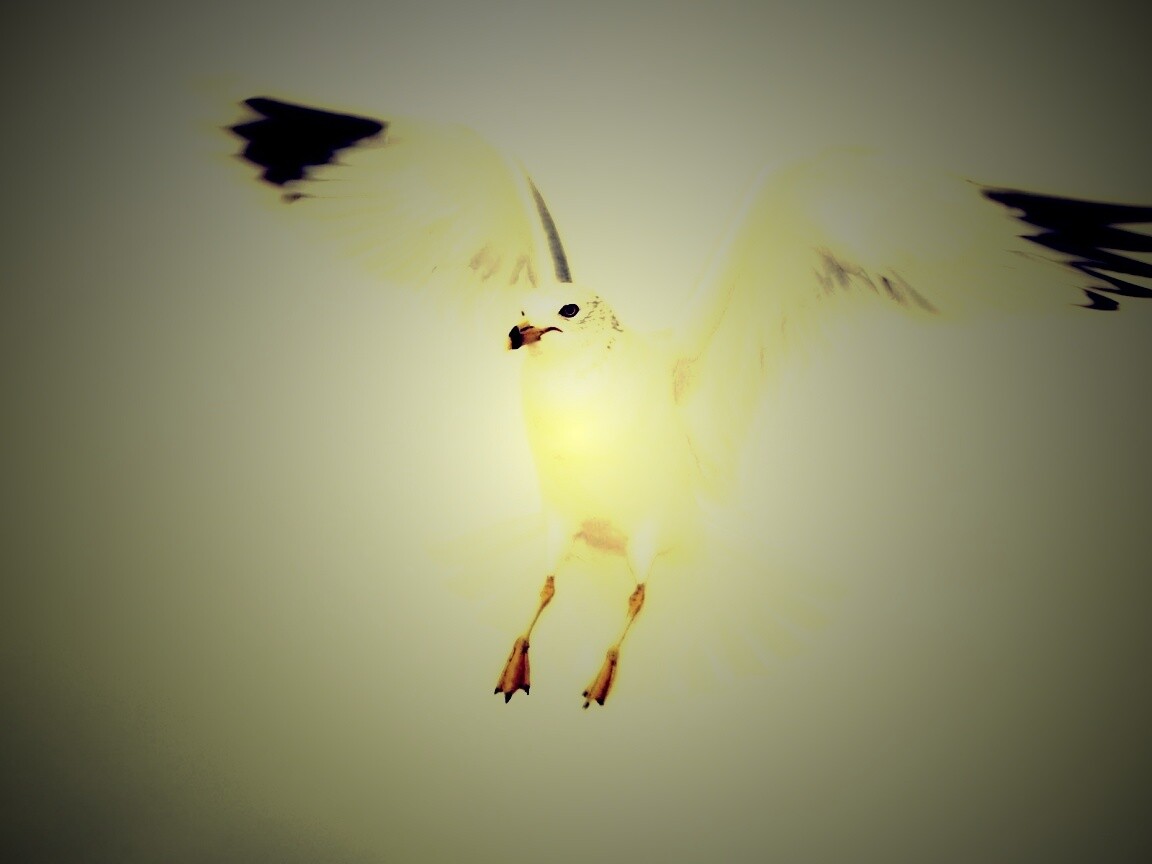 Гордая белая птица обои