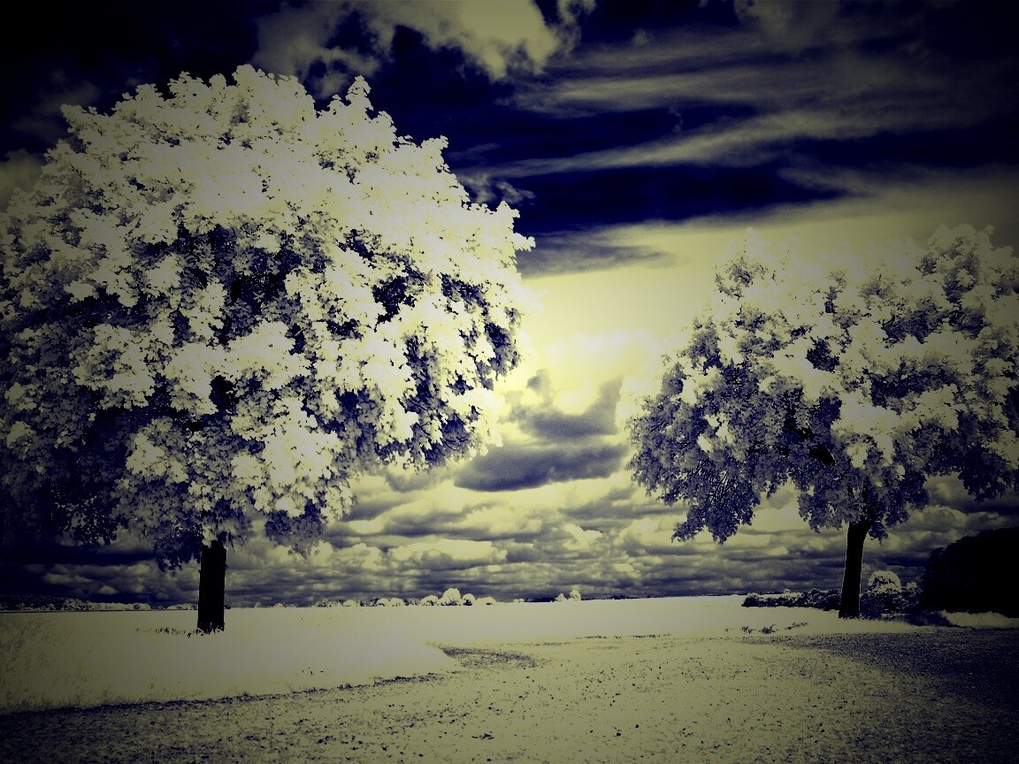 Деревья в цвету обои