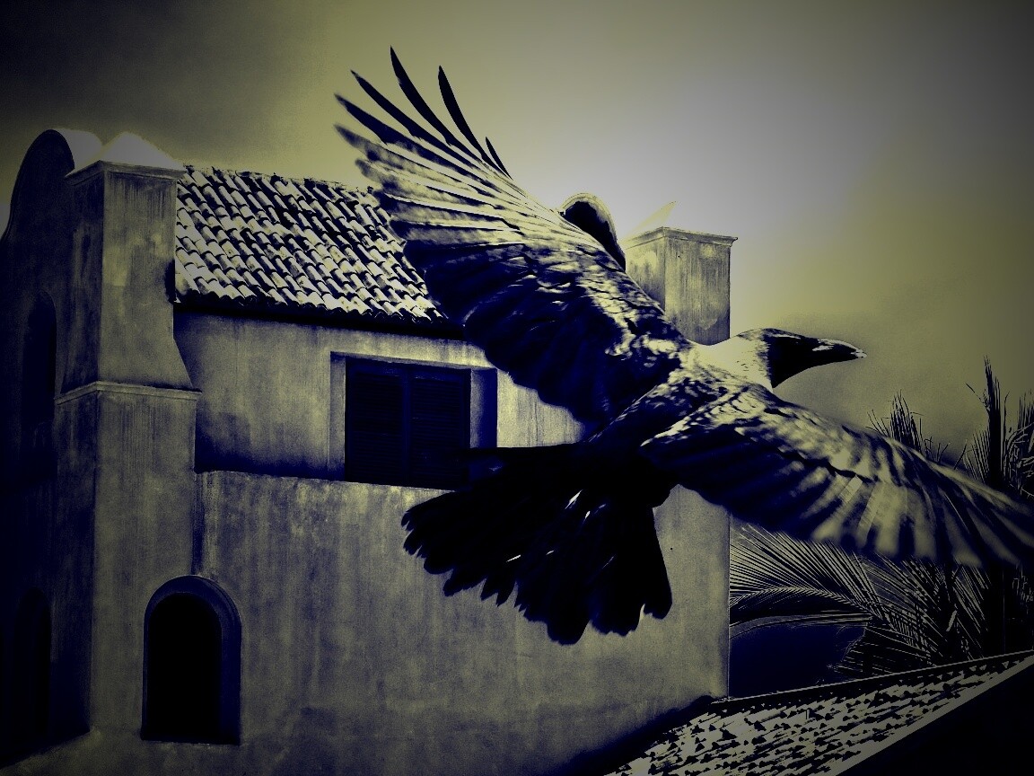 Полёт ворона обои