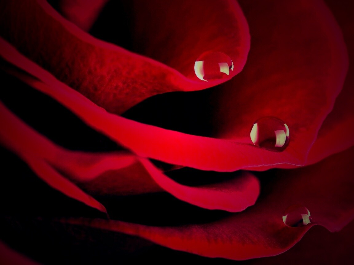 Капли росы на лепестках розы обои