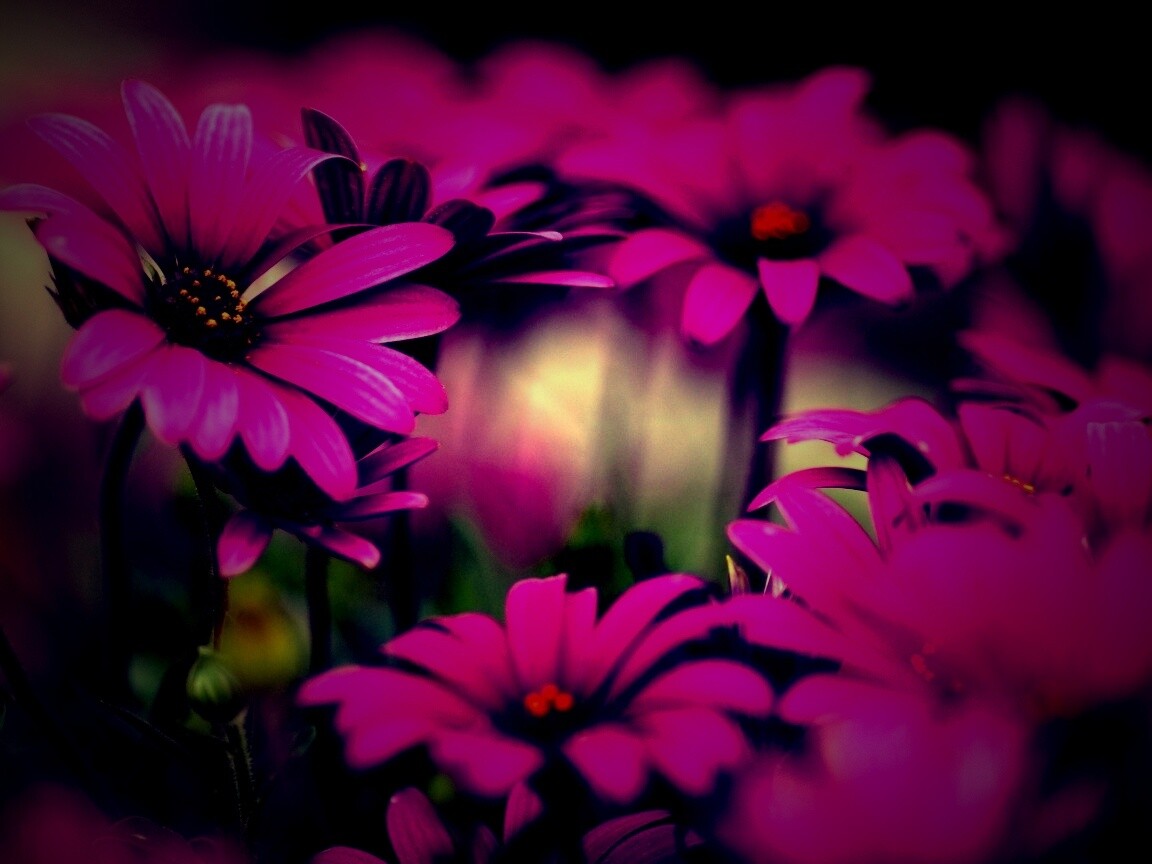 Яркие фиолетовые цветы обои
