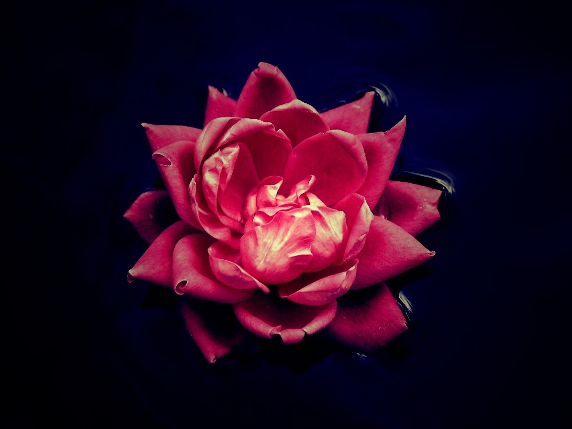 Красивый цветок на воде обои