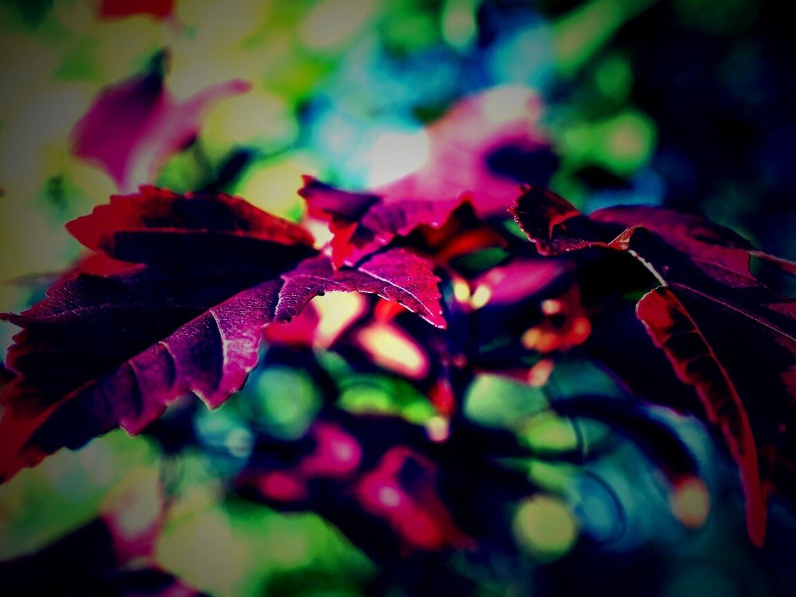 Красивые осенние листья в баговых цветах обои