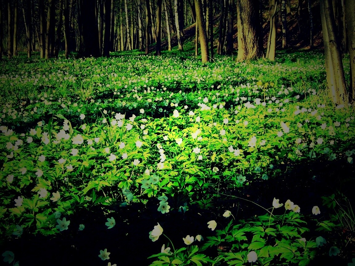 Поляна весенних цветов обои