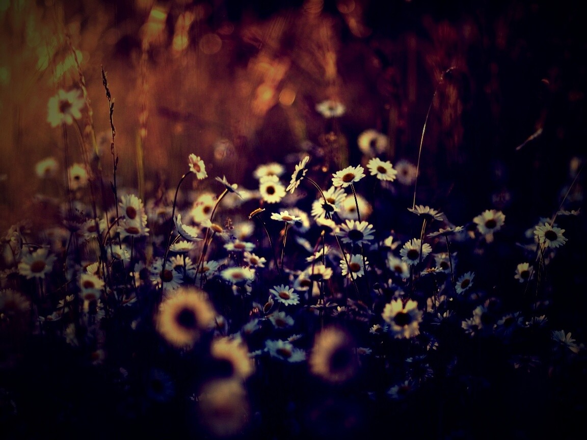 Поле ромашек обои
