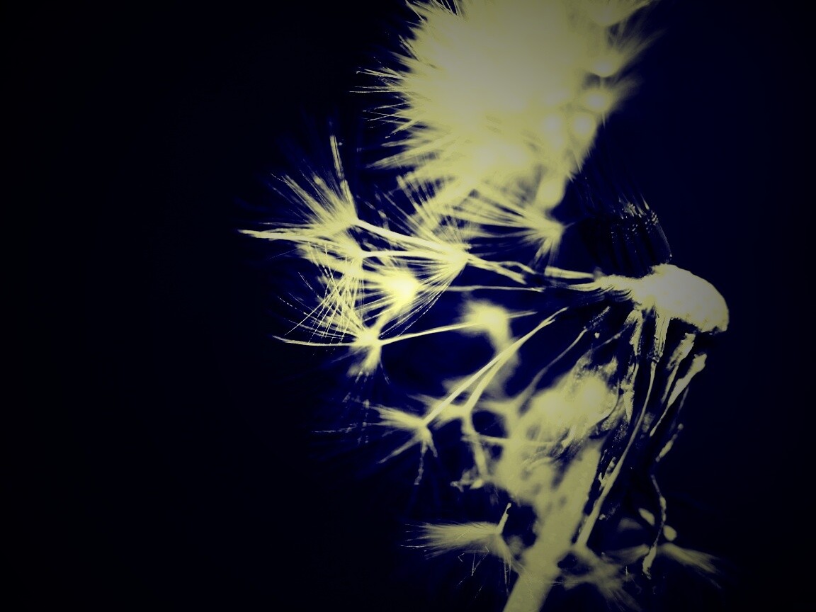 Сдутый одуванчик обои