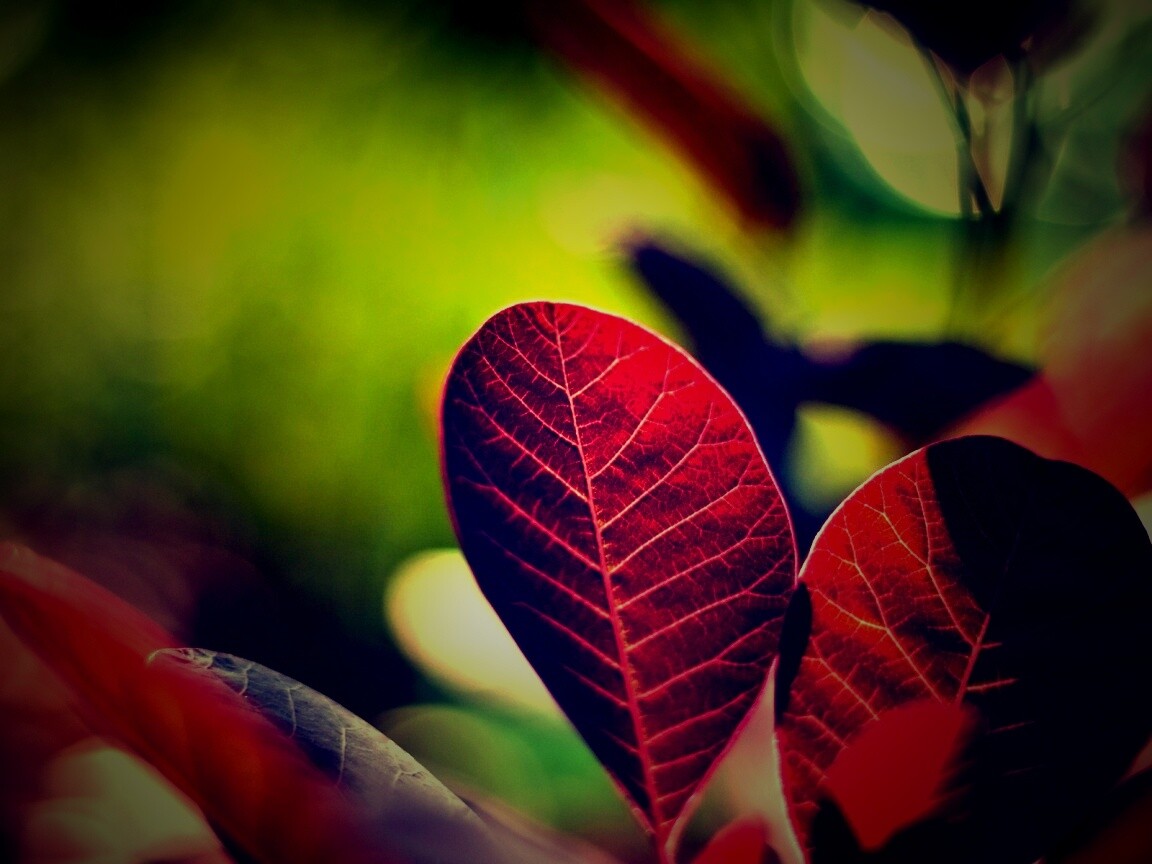 Красные листья обои