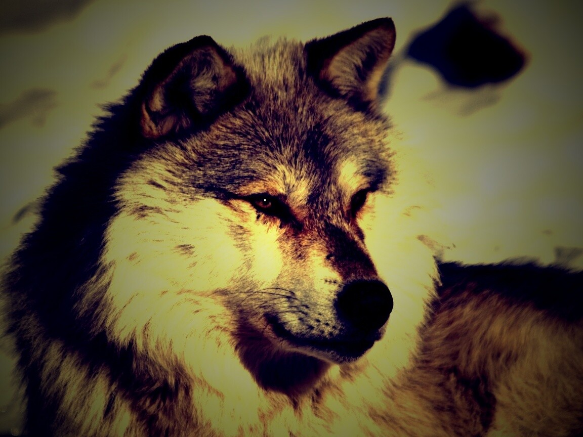 Лайка на снегу обои