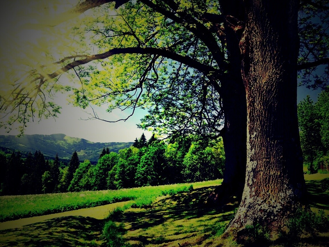 Лето в деревне обои