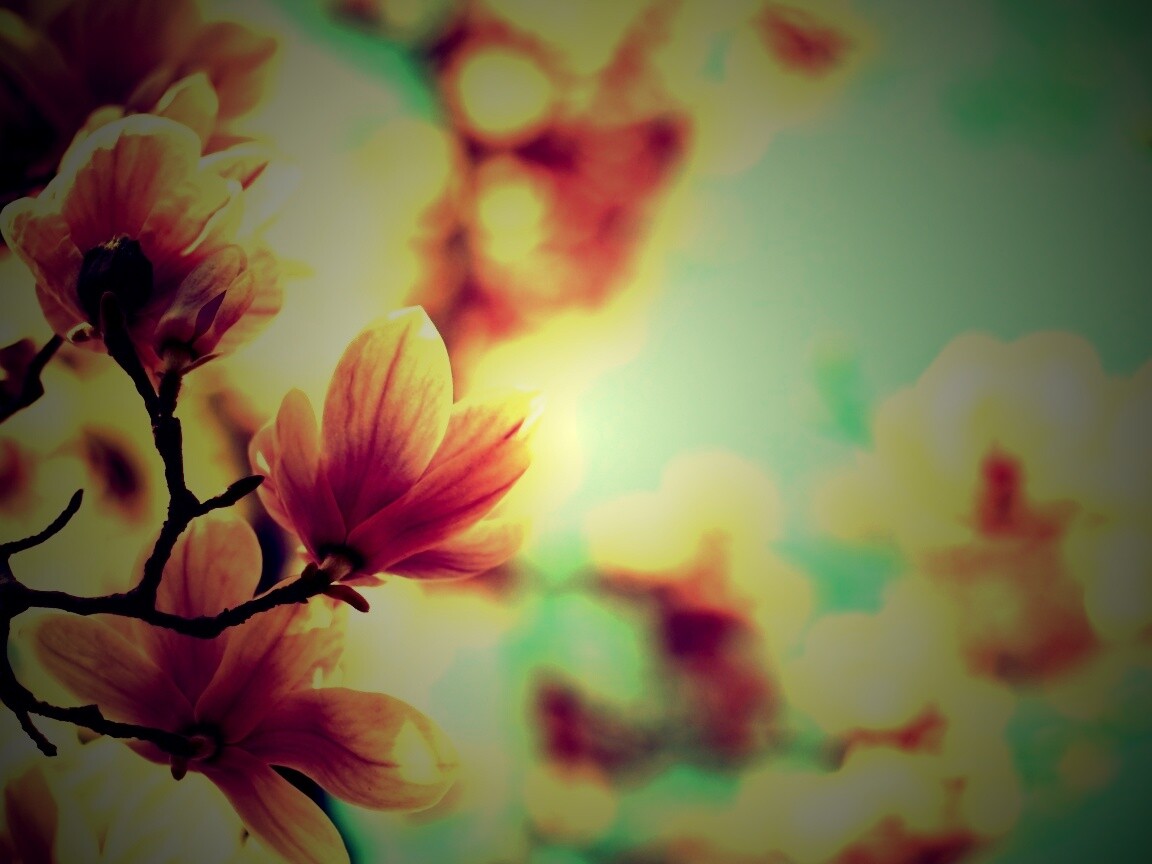 Цветы магнолии обои