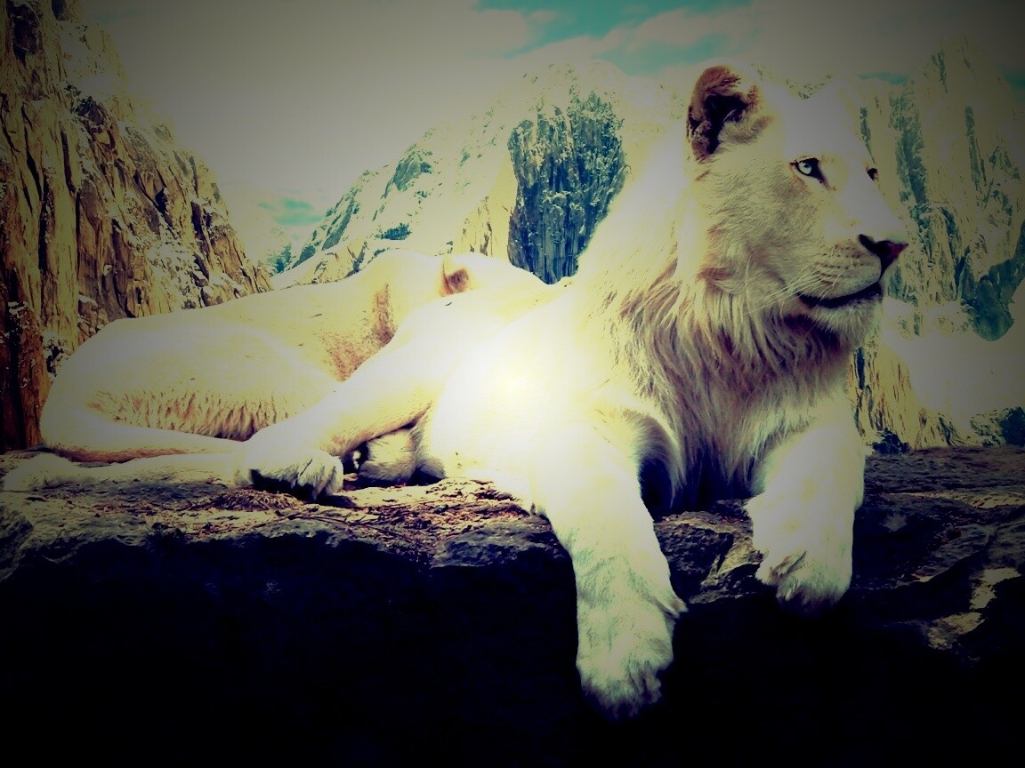 Белый лев обои