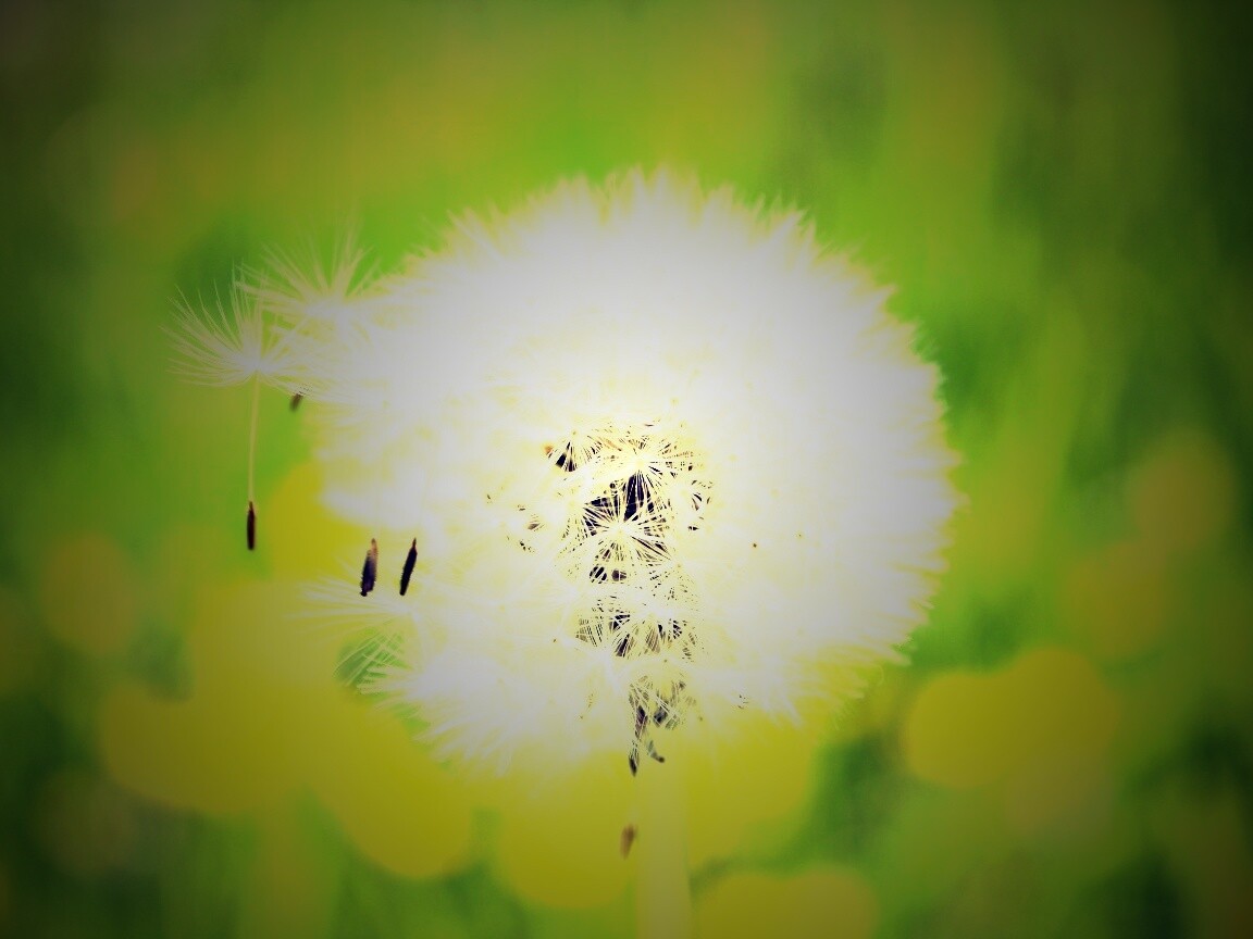 Одуванчик обои