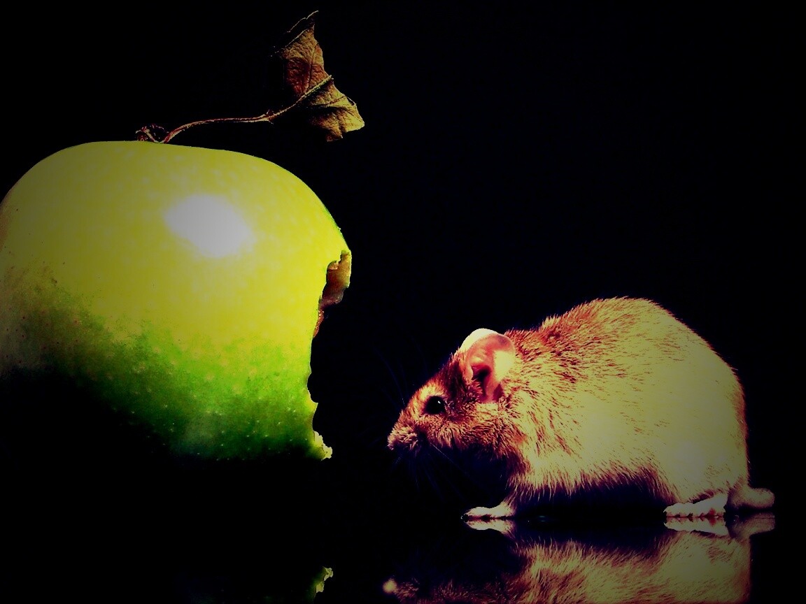 Мышь надкусила яблоко обои