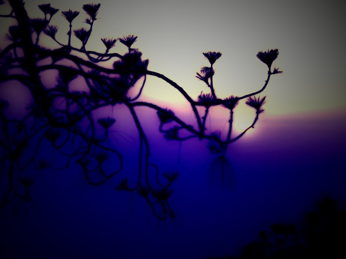 Ленкоранская акация на фоне синего заката обои