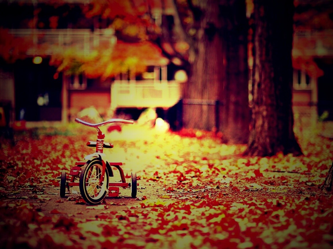 Трёхколёсный друг на осенней дорожке обои