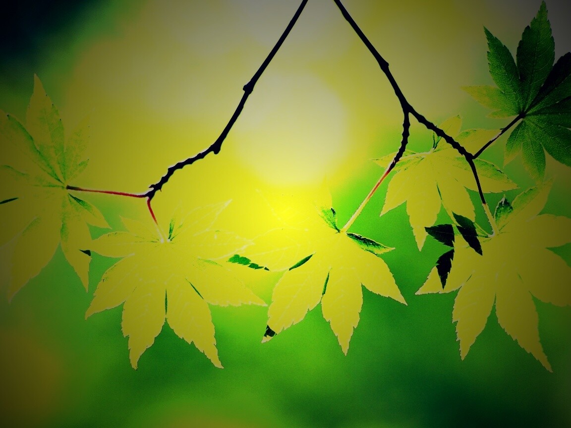 Зелёные листья обои