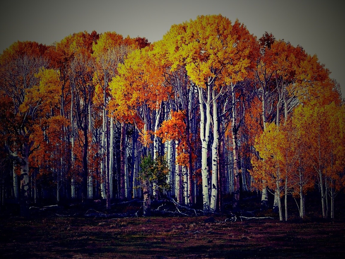 Пожелтевшая березовая роща обои