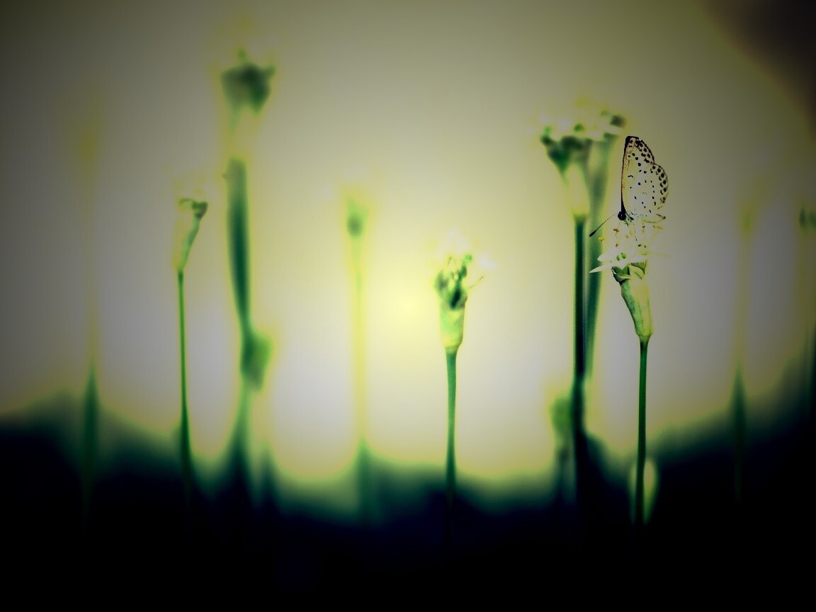 Бабочка на цветке обои