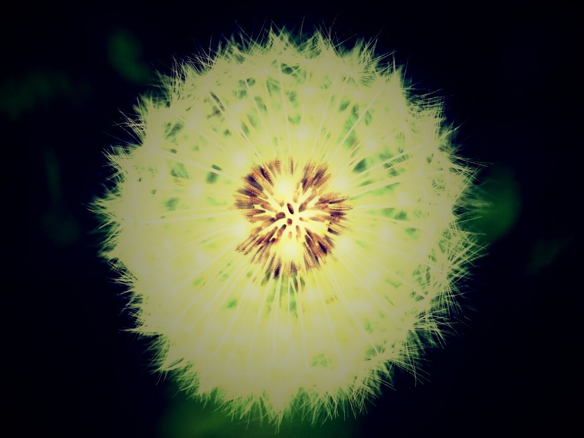 Макро фотография одуванчика обои