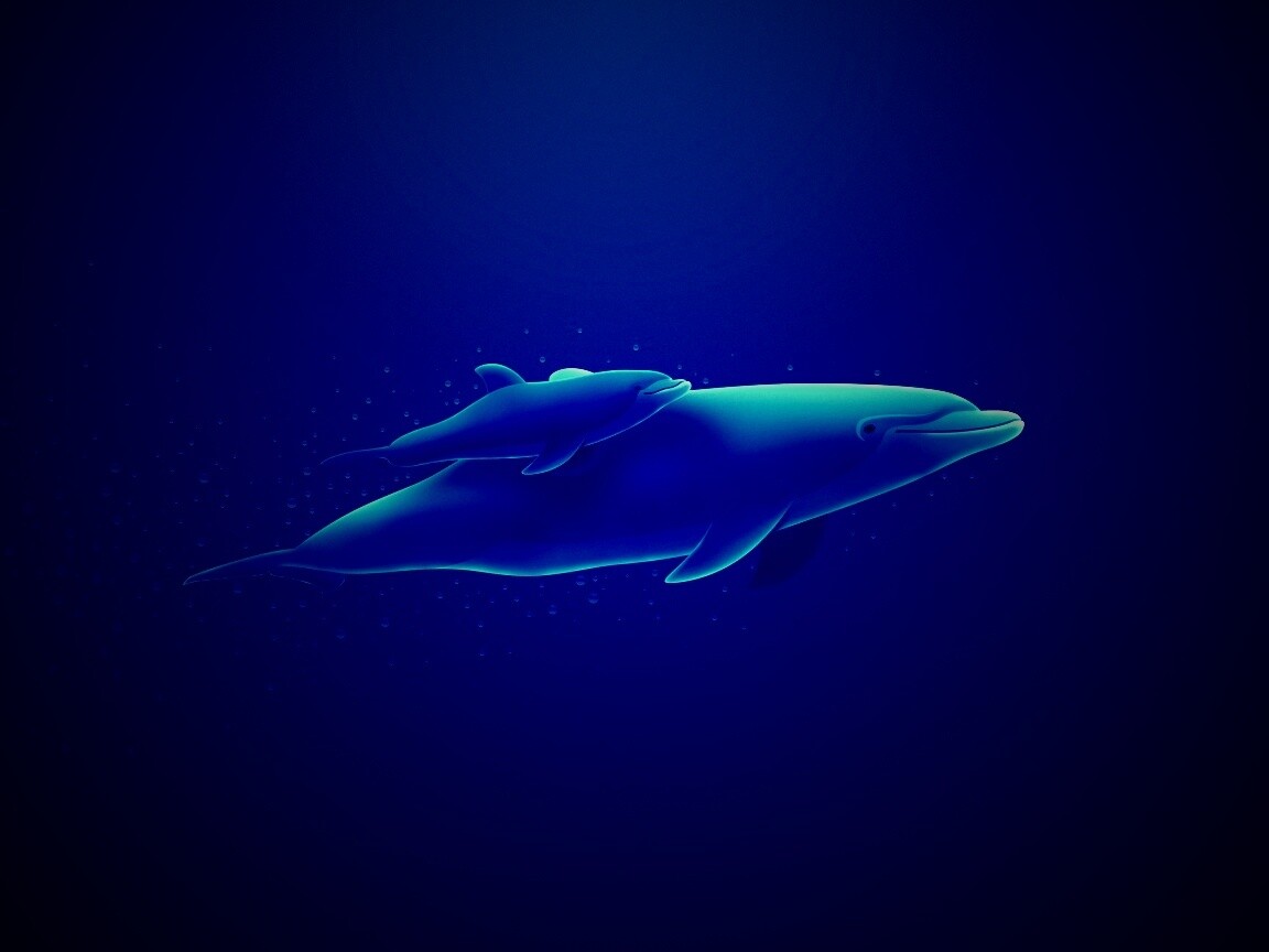 Дельфин и дельфиненок обои