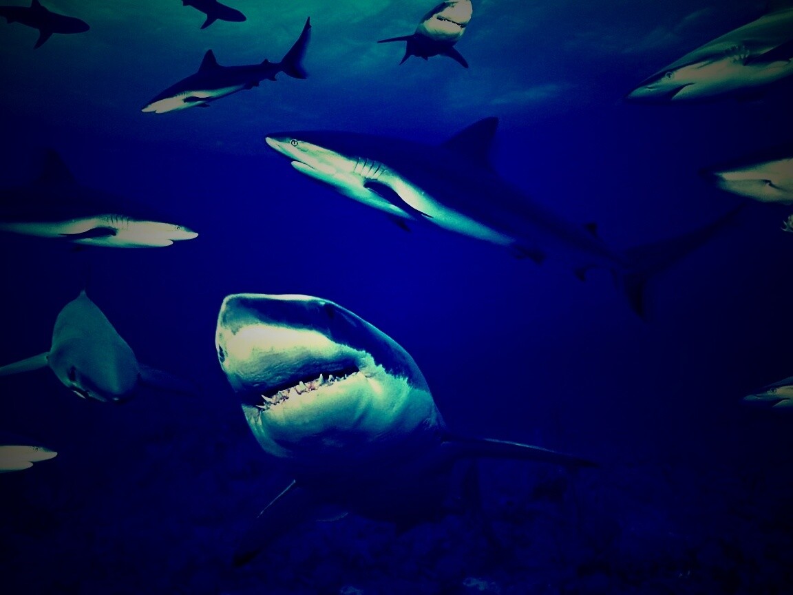 Стая акул обои