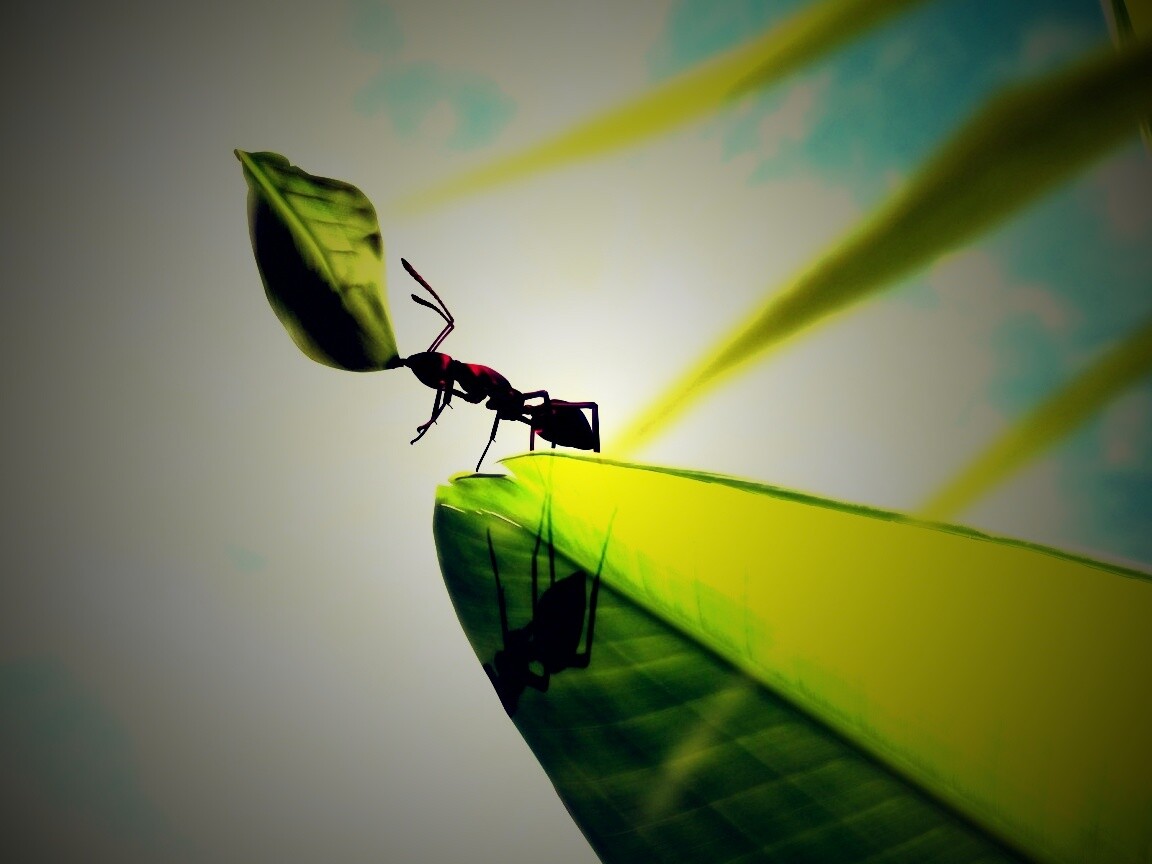 Муравей тащит лист обои